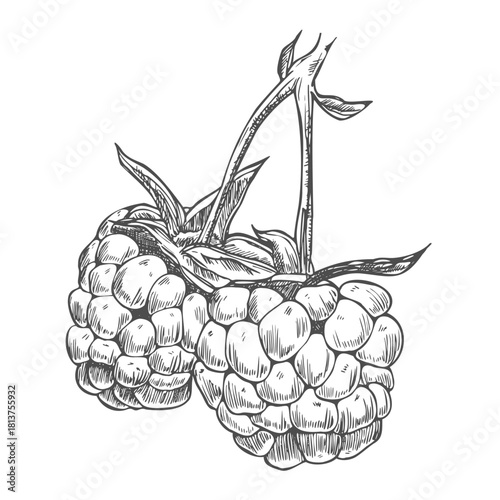 Raspberry branch, hand drawn black and white graphic vector illustration. Isolated on a white background.