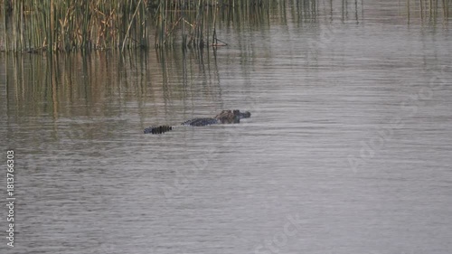Crocodile at Okavango Delta in Botswana
