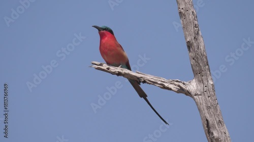 Southern Carmine Bee-eate at Okavango Delta in Botswana