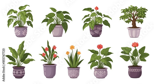 Collection of beautiful potted plants, home decor and garden elements