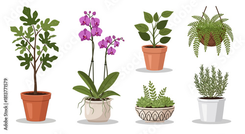 Collection of assorted potted houseplants and flowering plants, including orchids and ferns