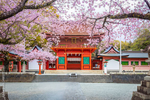 Fujisan Hongu Sengen Taisha Shinto Shrine where cherry blossoms are blooming on a rainy day at Fujinomiya Shizuoka, Japan.