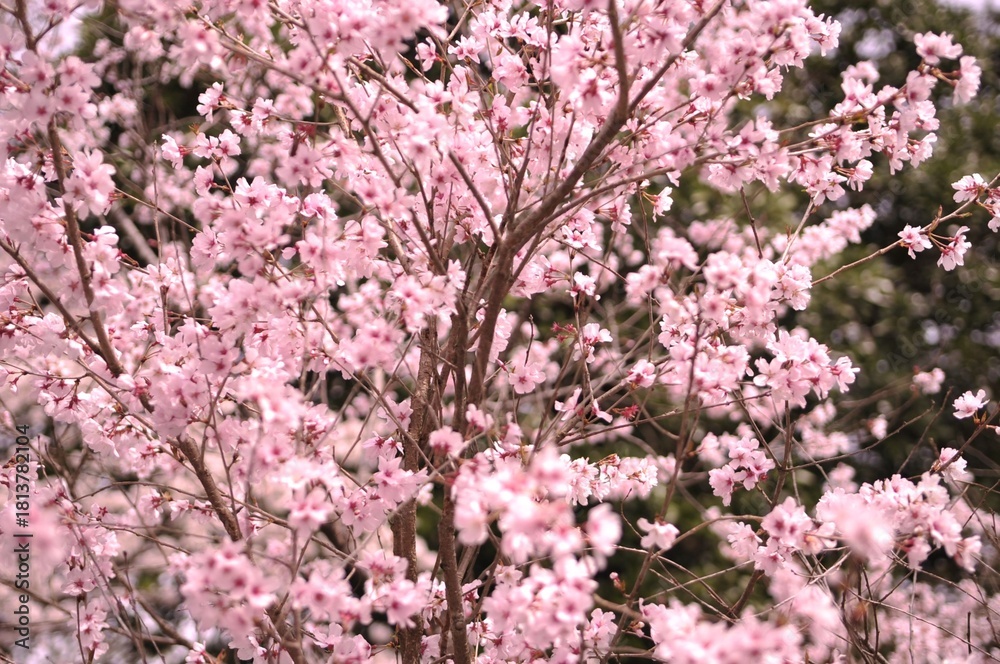 Naklejka premium 春の桜