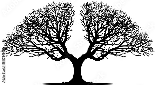 Twin Tree Silhouette
