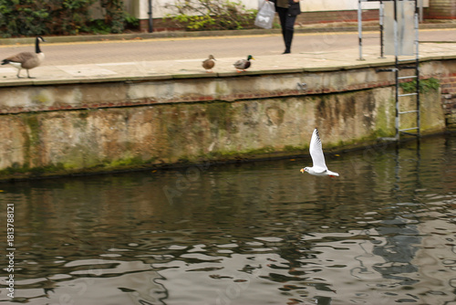 Watching on from the banks of the river Lea while it supports ducks, geese, swans, numerous plants as well as a boating lifestyle, while it flows through hertford just north of London in the South