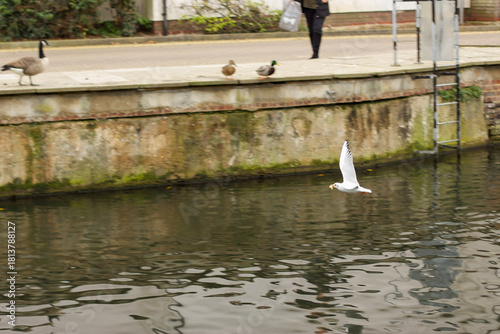 Watching on from the banks of the river Lea while it supports ducks, geese, swans, numerous plants as well as a boating lifestyle, while it flows through hertford just north of London in the South