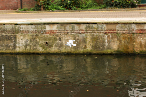 Watching on from the banks of the river Lea while it supports ducks, geese, swans, numerous plants as well as a boating lifestyle, while it flows through hertford just north of London in the South