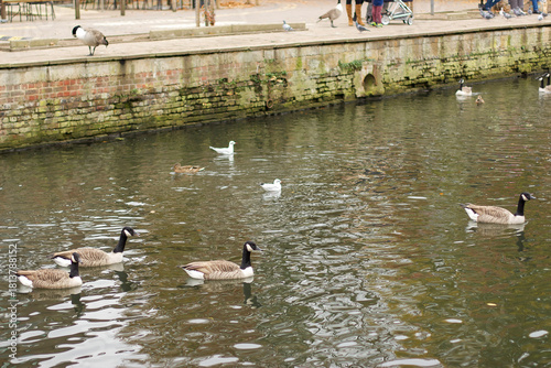 Watching on from the banks of the river Lea while it supports ducks, geese, swans, numerous plants as well as a boating lifestyle, while it flows through hertford just north of London in the South