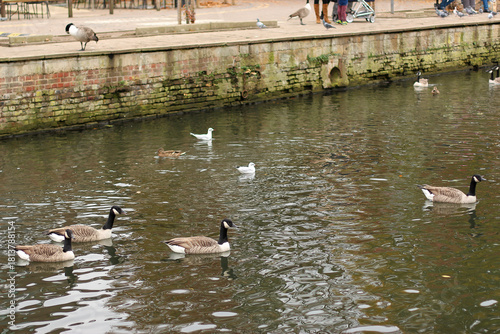 Watching on from the banks of the river Lea while it supports ducks, geese, swans, numerous plants as well as a boating lifestyle, while it flows through hertford just north of London in the South