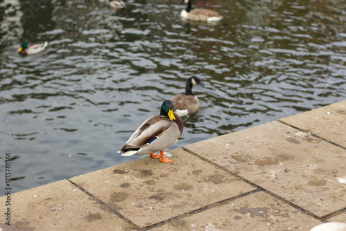 Watching on from the banks of the river Lea while it supports ducks, geese, swans, numerous plants as well as a boating lifestyle, while it flows through hertford just north of London in the South