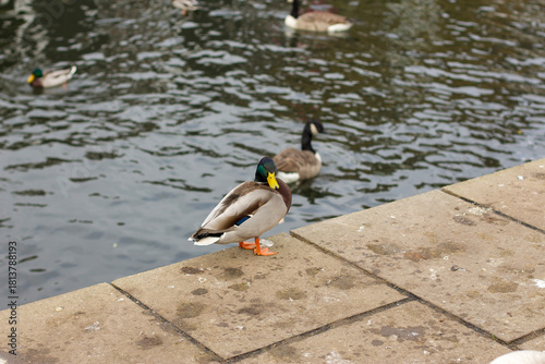 Watching on from the banks of the river Lea while it supports ducks, geese, swans, numerous plants as well as a boating lifestyle, while it flows through hertford just north of London in the South