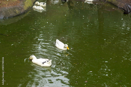 Watching on from the banks of the river Lea while it supports ducks, geese, swans, numerous plants as well as a boating lifestyle, while it flows through hertford just north of London in the South