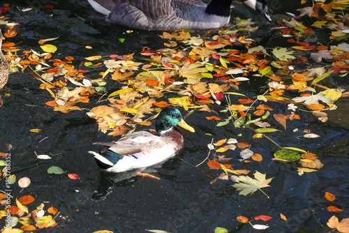 Watching on from the banks of the river Lea while it supports ducks, geese, swans, numerous plants as well as a boating lifestyle, while it flows through hertford just north of London in the South