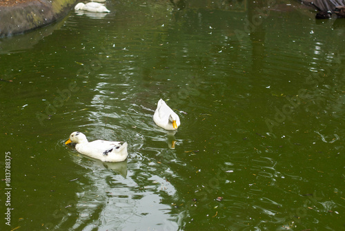 Watching on from the banks of the river Lea while it supports ducks, geese, swans, numerous plants as well as a boating lifestyle, while it flows through hertford just north of London in the South