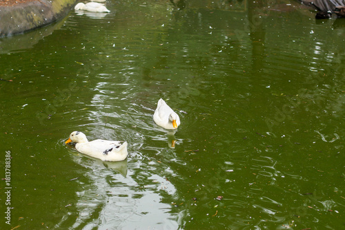 Watching on from the banks of the river Lea while it supports ducks, geese, swans, numerous plants as well as a boating lifestyle, while it flows through hertford just north of London in the South