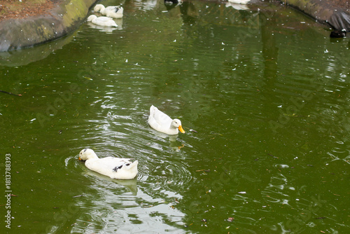 Watching on from the banks of the river Lea while it supports ducks, geese, swans, numerous plants as well as a boating lifestyle, while it flows through hertford just north of London in the South