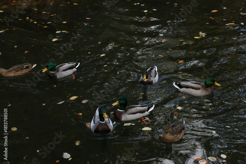 Watching on from the banks of the river Lea while it supports ducks, geese, swans, numerous plants as well as a boating lifestyle, while it flows through hertford just north of London in the South