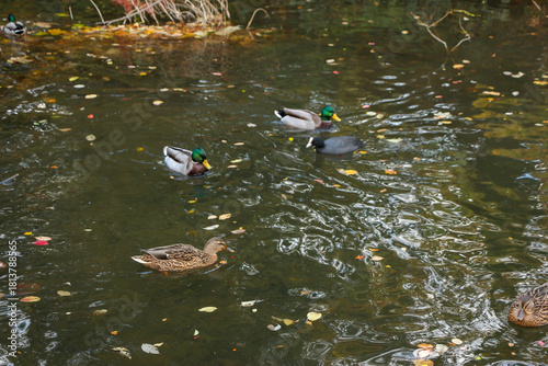 Watching on from the banks of the river Lea while it supports ducks, geese, swans, numerous plants as well as a boating lifestyle, while it flows through hertford just north of London in the South
