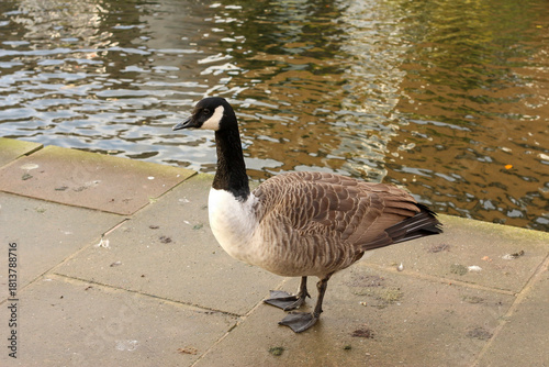 Watching on from the banks of the river Lea while it supports ducks, geese, swans, numerous plants as well as a boating lifestyle, while it flows through hertford just north of London in the South