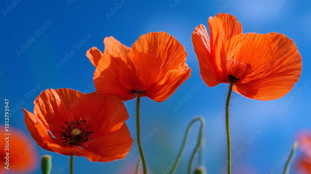 Fototapeta premium Orange Poppies Against Blue Sky