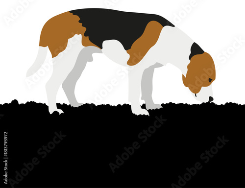 Beagle Dog Sniffing Ground, Vector Illustration Flat Design, Transparent Background