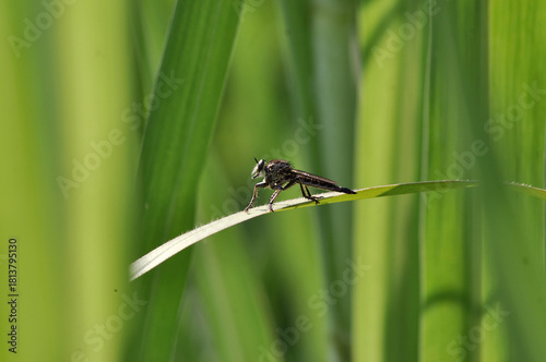Black Robberfly on a green leaf