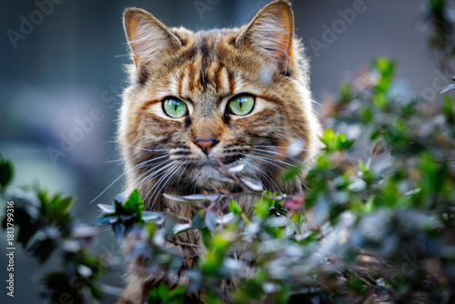 Wallpaper Mural portrait of a cat Torontodigital.ca
