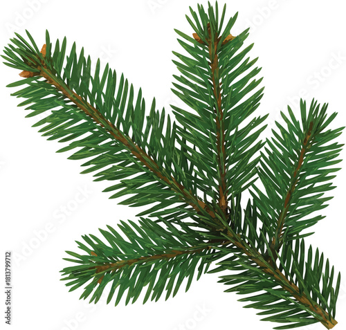 Fresh green fir branch for festive designs