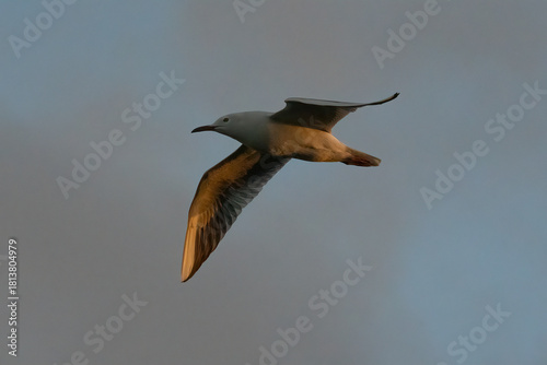 A Slender Billed Gull in Flight