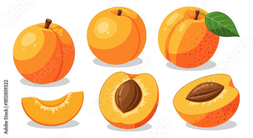 Apricots isolated vector illustration set showing whole, half with pit, and sliced ripe orange fresh fruit.