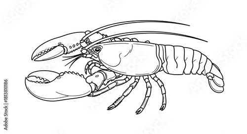 Line art illustration of a detailed lobster with large claws, a marine crustacean vector outline graphic