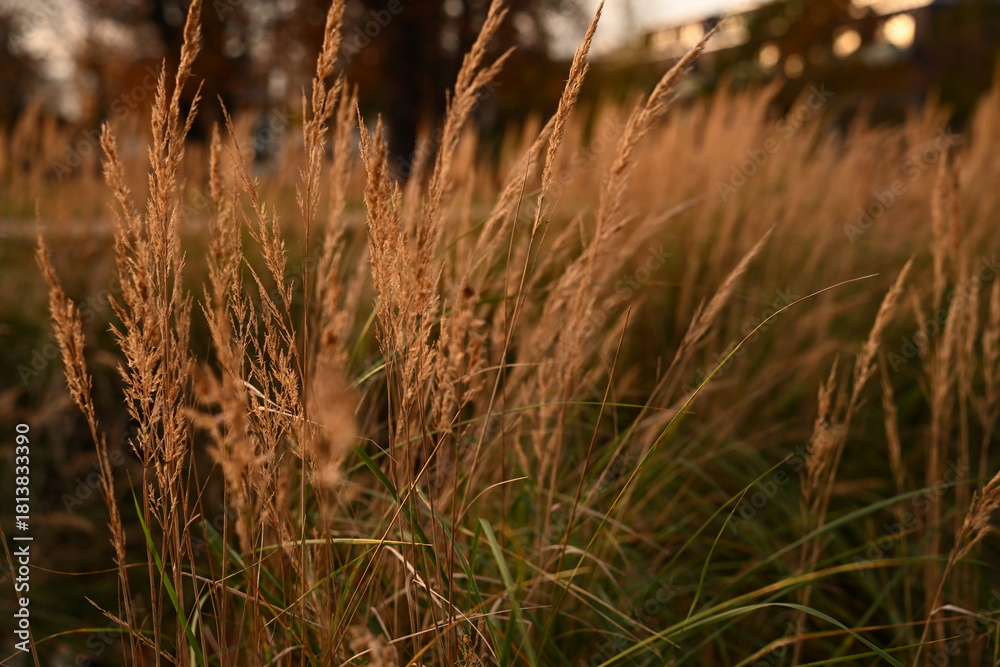 Fototapeta premium Detailed shot of dry, autumnal grass. The warm tones and soft focus convey a sense of tranquility and the natural beauty of the fall season. Ideal for natural backgrounds.