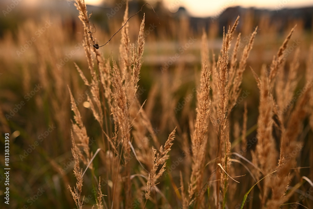 Fototapeta premium Detailed shot of dry, autumnal grass. The warm tones and soft focus convey a sense of tranquility and the natural beauty of the fall season. Ideal for natural backgrounds.