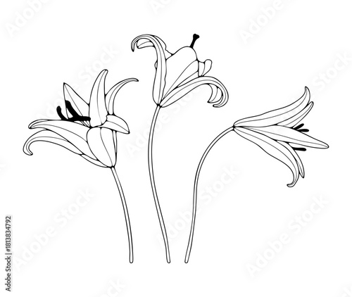 Graceful hand-drawn lily flowers illustrated in elegant flowing line art. A refined botanical artwork perfect for modern design, print projects, and decorative compositions.