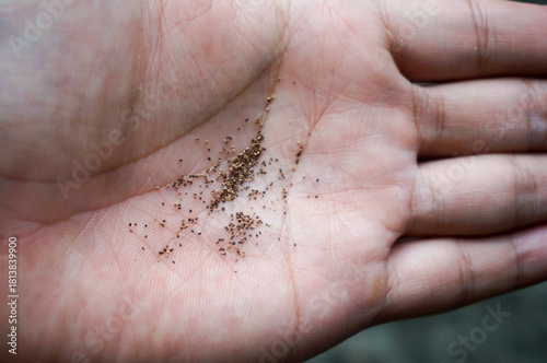 Photography Close up of fine wood dust or frass from wood-boring insects scattered on an open human palm