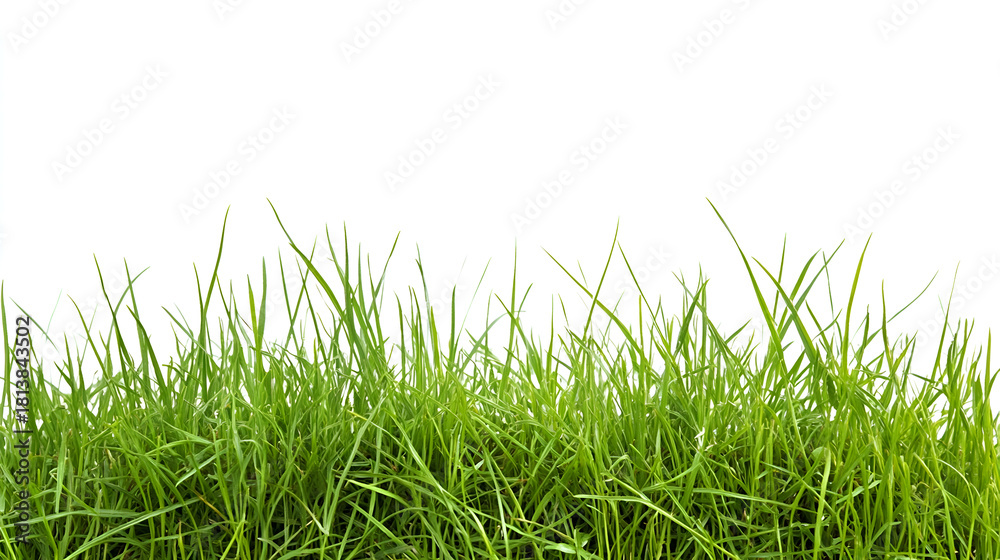 Fototapeta premium green grass isolated on white