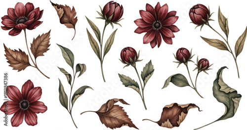 Collection of beautiful watercolor illustrations of deep red burgundy flowers and dried brown autumn leaves on a white background