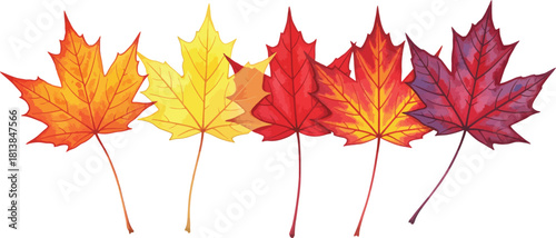 Vibrant autumn maple leaves in a spectrum of warm fall colors including red orange yellow and purple arranged in a pleasing row on white background