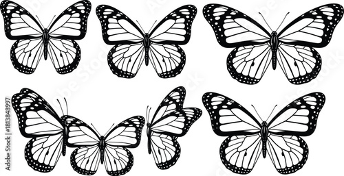 Butterfly illustration, black and white wings, symmetrical insect art, monarch pattern, nature sketch, entomology design, vintage style, printable decor