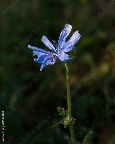 forget me not flower