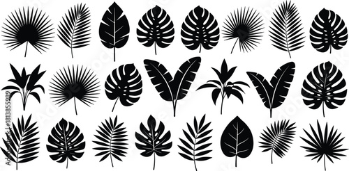 Tropical leaf silhouettes set, black jungle foliage collection, vector monstera and palm icons for summer design.