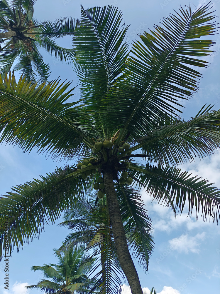 Fototapeta premium coconut palm trees