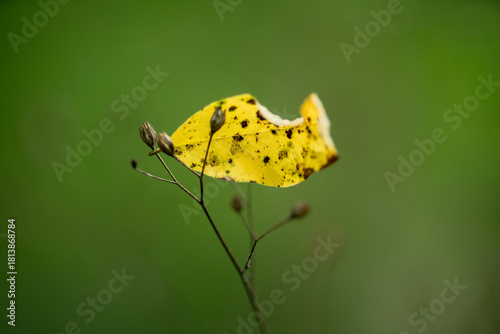 yellow leaf on fried plant against green background