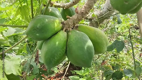 unripe papaya fruit (Carica papaya) growing on the tree