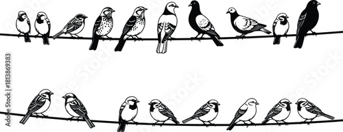 Vector illustration of birds sitting on wires, black and white sketch of sparrows and pigeons perching on cable lines isolated on background