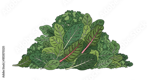Pile of fresh leafy green vegetables illustration on a white background.