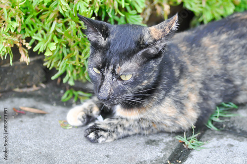 brown and blcak cat or unmindful cat on the ground