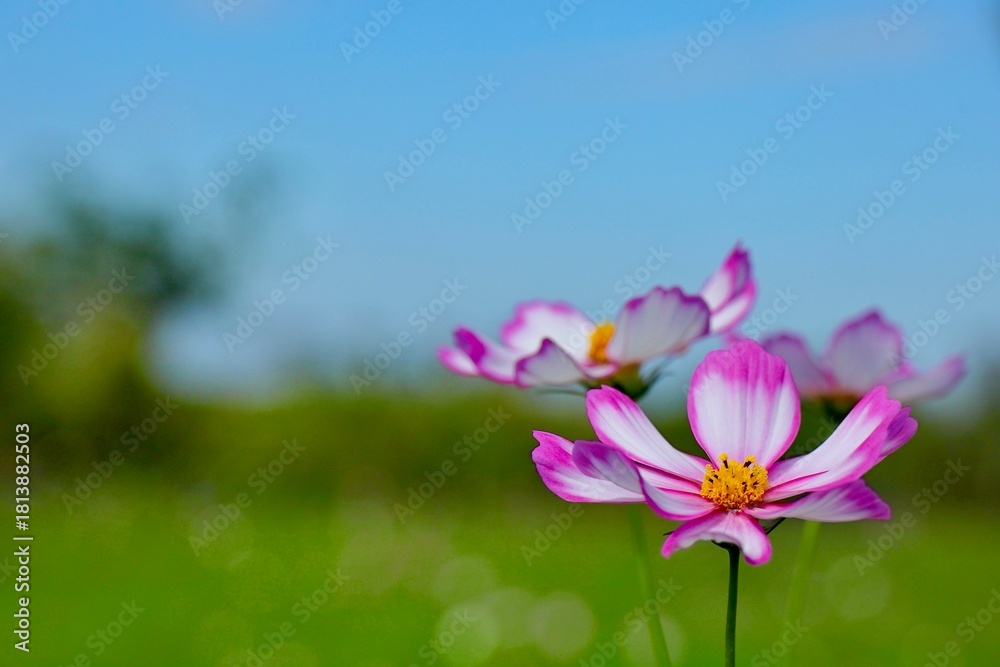 Fototapeta premium 草原に咲いた三輪のコスモスの
