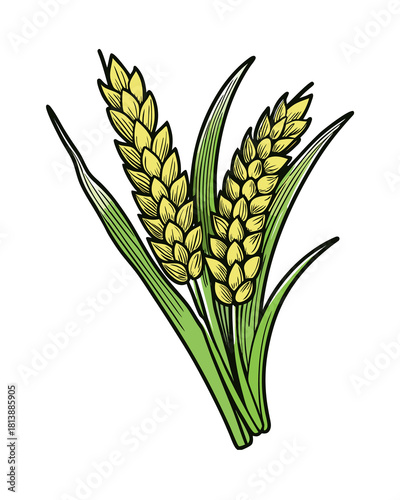 Wheat Spikelets with Leaves Isolated Illustration
