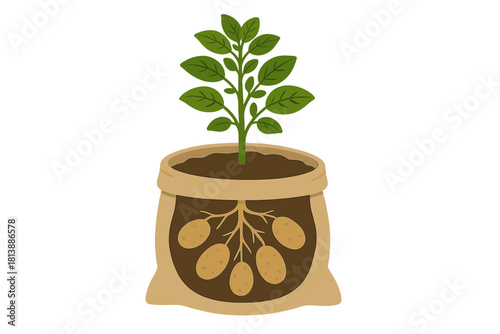 Potato plant growing in a sack showing underground root system and tuber formation